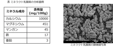 ミネラクト乳酸菌