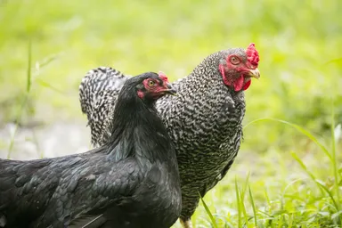 黒さつま鶏の中でもさらにプレミアム