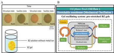 (A)化学液中で収縮と膨張を繰り返すBZゲル(B)BZゲルの振動エネルギーを、伸縮性膜を通じてオイルの流れへエネルギー変換する様子