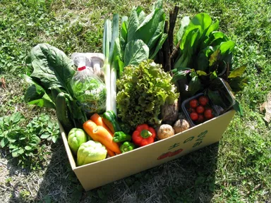 段ボール詰めの野菜