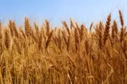 熊本県の小麦畑
