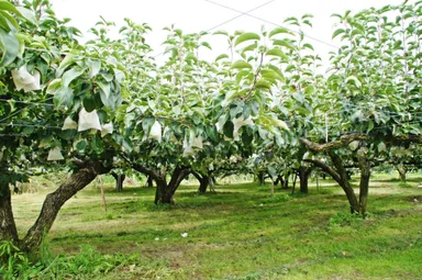 昔から続く樹上完熟採り