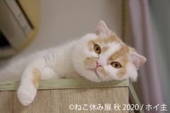 SNSで話題の新たなスター猫も仲間入り！「ねこ休み展」秋の新作巡回が9/19～名古屋で開催