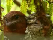 スリランカの固有種の鳥たち