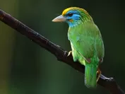 熱帯雨林の美しい鳥たち
