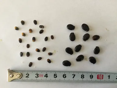 種子サイズの比較。写真左：新品種「ピノ・ガール」種子/右：従来の小玉西瓜の種子