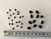 種子サイズの比較。写真左：新品種「ピノ・ガール」種子/右：従来の小玉西瓜の種子