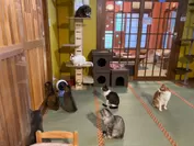 保護猫カフェ(ネコリパブリック東京お茶の水店)