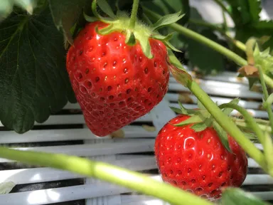 やよいひめ　アップ画像