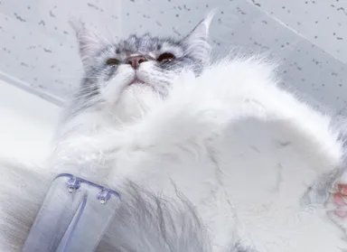 キャットステップ　もふもふ