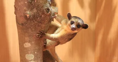 木の陰からひょっこり。