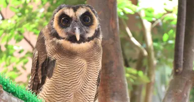 息遣いが聞こえるほど間近にいるフクロウ