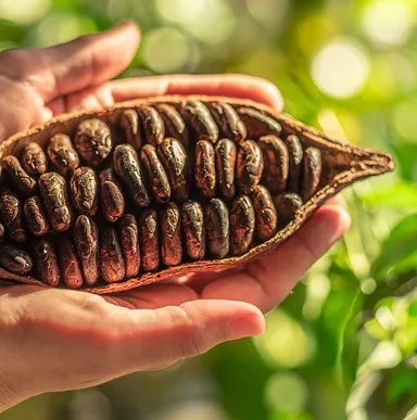 スペシャルティカカオ