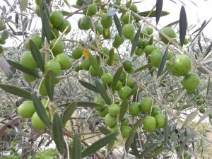 瀬戸内オリーブ