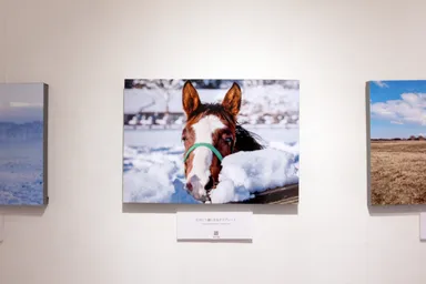 東北牧場で育つ競走馬