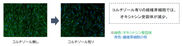 真皮の線維芽細胞における「オキシトシン受容体」の発現量の変化(1)