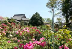 太田市大慶寺｜ぼたん