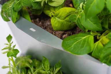 ポールポテト　拡大1