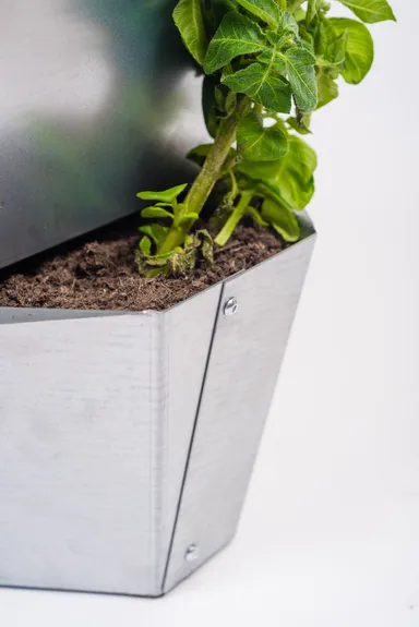 ポールポテト　拡大2