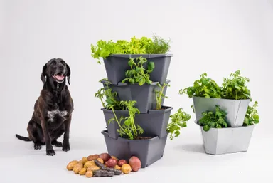 ポールポテト　サムネイル3