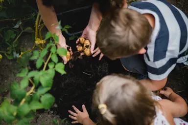 ポールポテト　収穫シーン