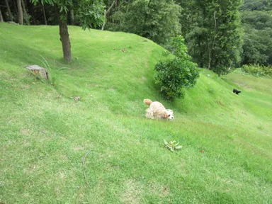 ひろびろドッグラン