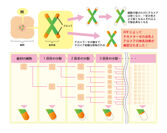 (図2)細胞分裂とテロメア短縮のしくみ