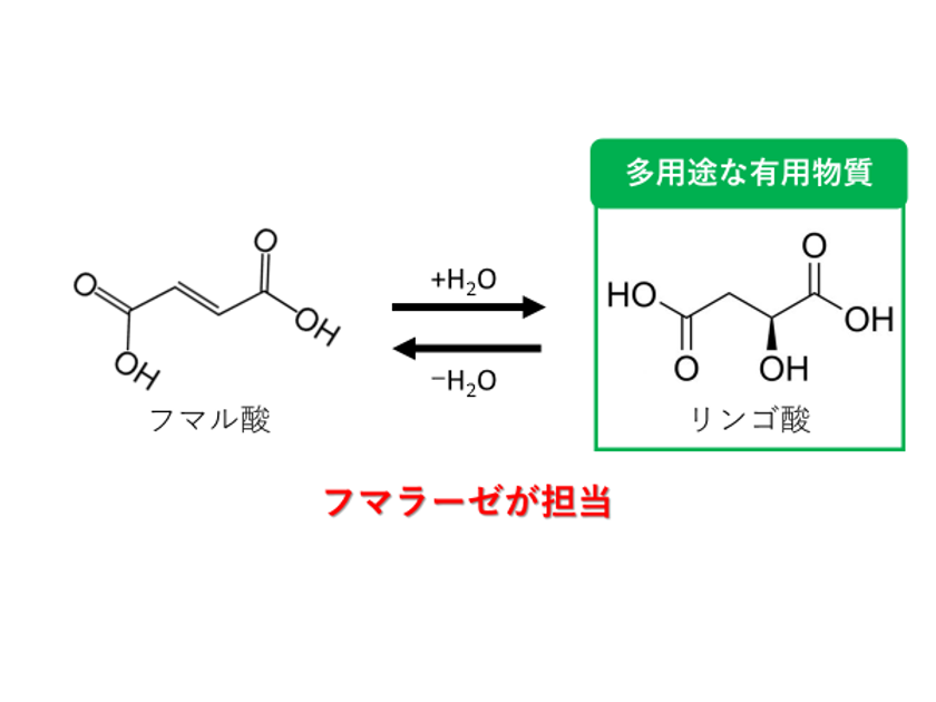 高い活性と熱安定性を兼ね備えたリンゴ酸生産酵素を発見
～効率的なリンゴ酸生産への第一歩～