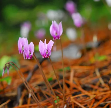 シクラメン（サクラソウ科）