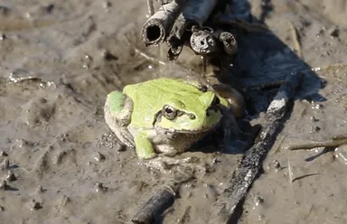 田んぼでのびのび生きるカエル
