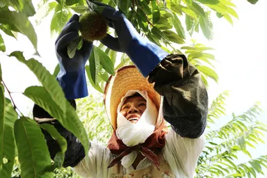 収穫は全て手作業