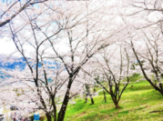 富士川町の桜