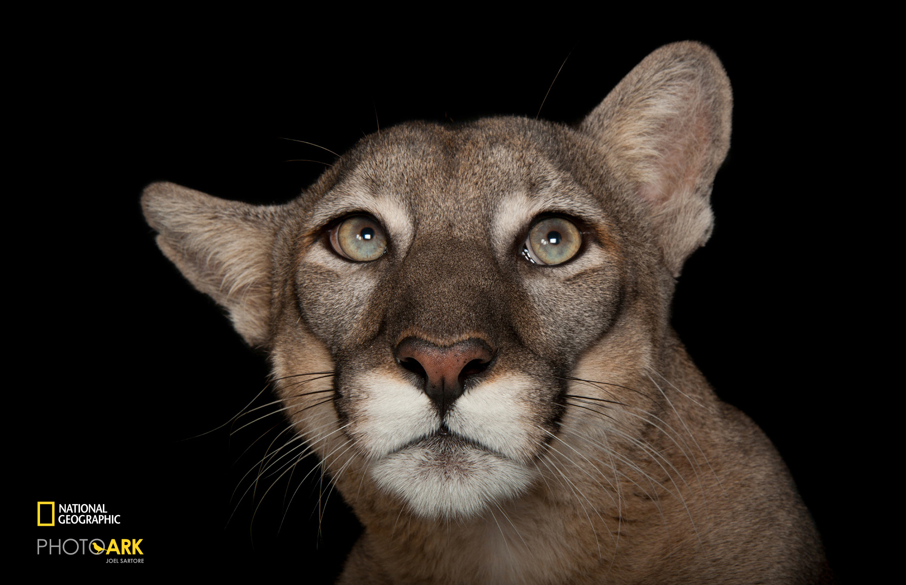 開店祝い PHOTO ARK 消えゆく動物 絶滅から動物を守る撮影プロジェクト