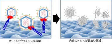 抗ウイルス加工効果