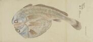 乾魚(博物館写生図より)　中島仰山筆 明治13年(1880)　東京国立博物館蔵
