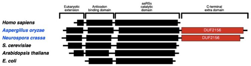 明治大学農学部久城哲夫教授らの研究チームが、糸状菌の新規細胞膜成分
「ステロール−アミノ酸誘導体」を新たに発見しました