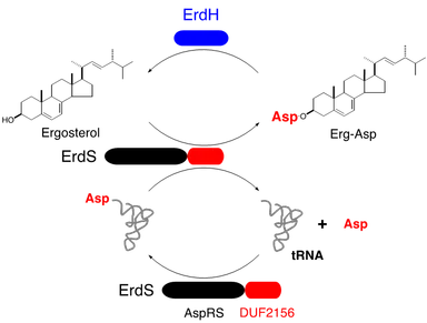 図3. ErdSおよびErdHの機能