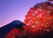 紅葉に浮かぶ富士