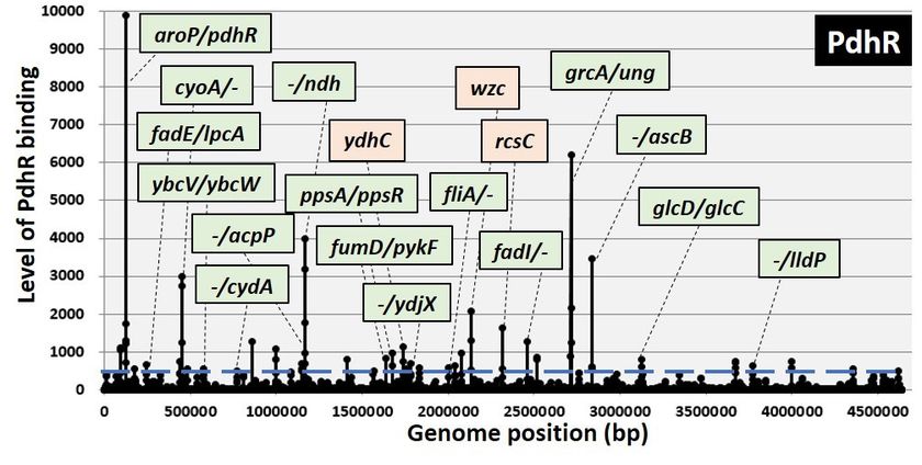 ～微生物の物質生産能力の向上にも期待～
ピルビン酸応答転写因子の微生物における新規な役割を同定