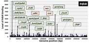 図１．本研究グループにより独自に開発されたGenomic SELEX法を用いて同定されたPdhRのゲノム上結合領域および主要な制御標的遺伝子群。