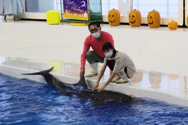 「月曜限定 イルカふれあいセット」※画像はイメージです