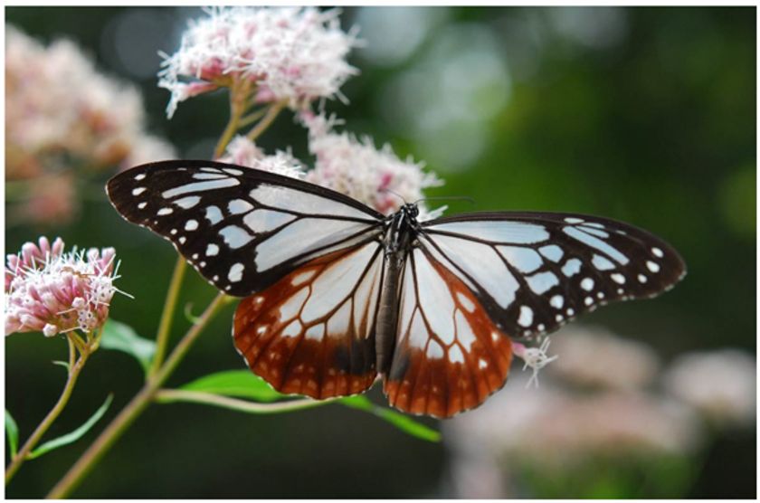 日本で唯一、海を渡るチョウ「アサギマダラ」が六甲高山植物園に飛来！