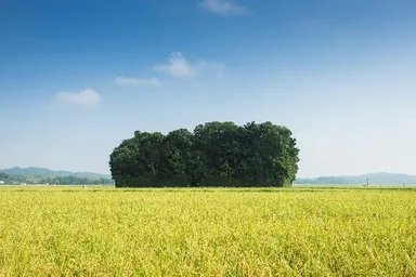 玉城町-田園風景