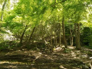 散策路(森林・行動療法)