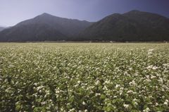 そば畑(池田町)