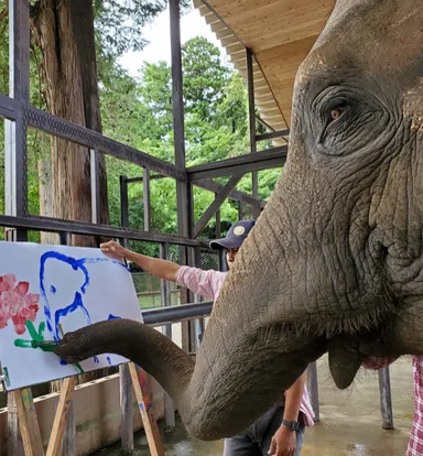 市原ぞうの国(園内イメージ_5)