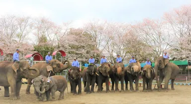 市原ぞうの国(園内イメージ_4)