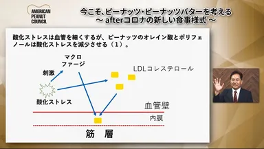 酸化ストレスは血管を細くするが、ピーナッツのオレイン酸とポリフェノールは酸化ストレスを減少させる
