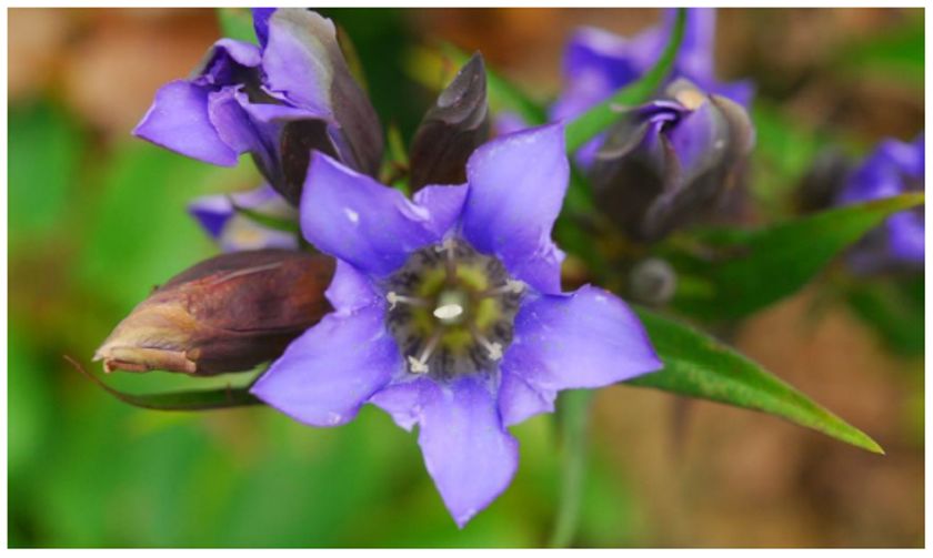 日本の里山の秋を彩る 鮮やかな瑠璃色の花
「リンドウ」が見頃です