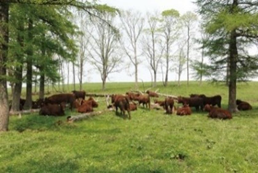 有機野菜の「ビオ・マルシェの宅配」、
産・消交流の収穫感謝祭「オーガニックライブ2020」をオンラインで開催